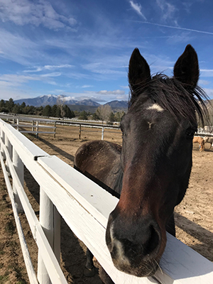 horse on the pacific crest trail